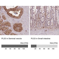T Plastin Antibody, Novus Biologicals:Antibodies:Primary Antibodies